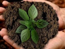 7 Langkah Gaya Hidup Berkelanjutan yang Bisa Kamu Mulai Hari Ini (Serius, Nggak Susah Kok!)