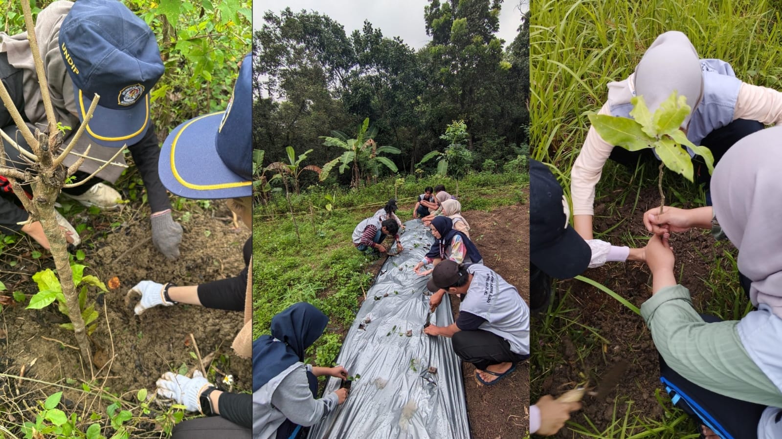 Inovasi Hijau untuk Lahan Berkelanjutan, Mahasiswa KKN-T IDBU Tim 32 Kembangkan Potensi Hutan lewat Pengkayaan Jenis Tanaman di Lahan KHDTK Wanadipa UNDIP 2 Inovasi Hijau untuk Lahan Berkelanjutan, Mahasiswa KKN-T IDBU Tim 32 Kembangkan Potensi Hutan lewat Pengkayaan Jenis Tanaman di Lahan KHDTK Wanadipa UNDIP