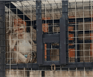 Belenggu di Leher, Belati di Hati: Jeritan Sunyi Monyet dan Beruk di Pusaran Perdagangan dan Eksploitasi 2 Belenggu di Leher, Belati di Hati: Jeritan Sunyi Monyet dan Beruk di Pusaran Perdagangan dan Eksploitasi