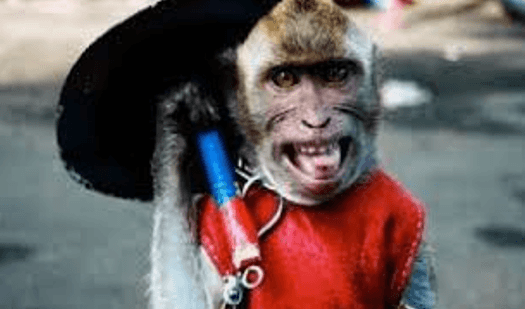 Belenggu di Leher, Belati di Hati: Jeritan Sunyi Monyet dan Beruk di Pusaran Perdagangan dan Eksploitasi 4 Belenggu di Leher, Belati di Hati: Jeritan Sunyi Monyet dan Beruk di Pusaran Perdagangan dan Eksploitasi