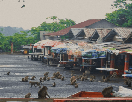 Belenggu di Leher, Belati di Hati: Jeritan Sunyi Monyet dan Beruk di Pusaran Perdagangan dan Eksploitasi 5 Belenggu di Leher, Belati di Hati: Jeritan Sunyi Monyet dan Beruk di Pusaran Perdagangan dan Eksploitasi